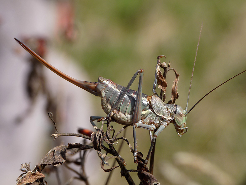 Ephippiger terrestris (Bradyporidae)